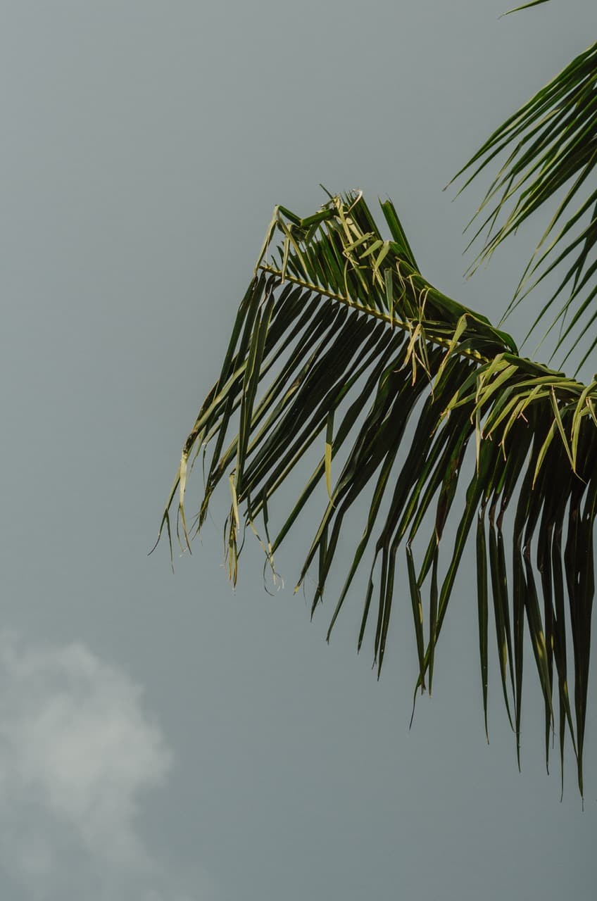 Превью Sri Lanka 2022